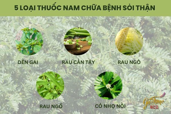 Thuốc nam chữa sỏi thận