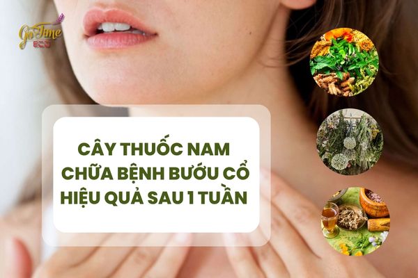 Cây thuốc bam chữa bệnh bướu cổ