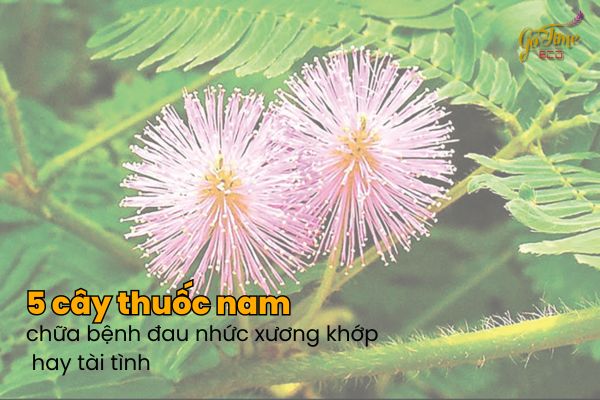 5 cây thuốc nam chữa bệnh đau nhức xương khớp hay tài tình