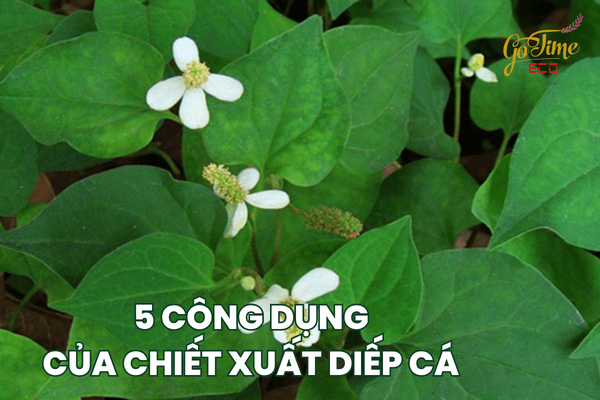 công dụng của chiết xuất diếp cá 